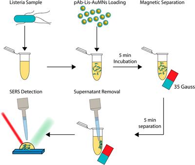 Detection and Aggregation of Listeria Monocytogenes Using Polyclonal Antibody Gold-Coated Magnetic Nanoshells Surface-Enhanced Raman Spectroscopy Substrates